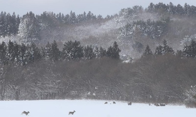 Roe deer roam snow-covered ranch on Jeju Island