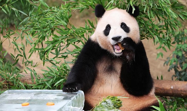 Giant panda Fu Bao gets summer treat